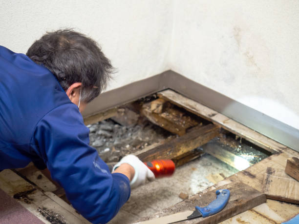 Best Crawl Space Mold Removal  in East Dennis, MA