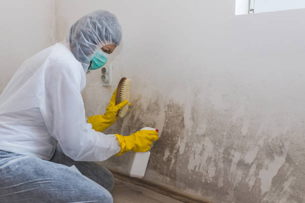 Best Black Mold Removal  in East Dennis, MA