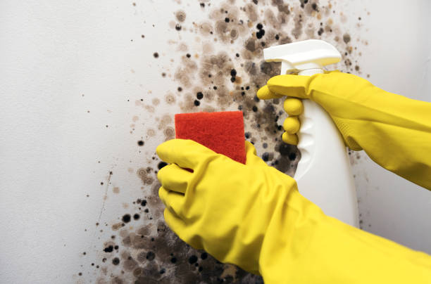 Best Same-Day Mold Removal  in East Dennis, MA