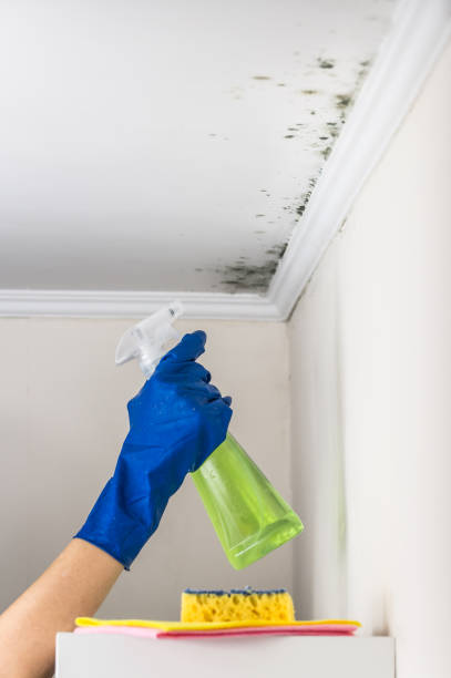 Best Mold Damage Repair  in East Dennis, MA