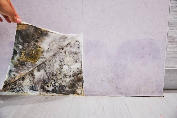 Best Mold Testing  in East Dennis, MA